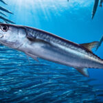 海中を泳ぐさんまと魚の群れ