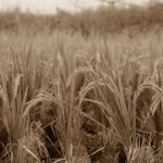 稲穂が実る田んぼの風景をセピア調で写した画像