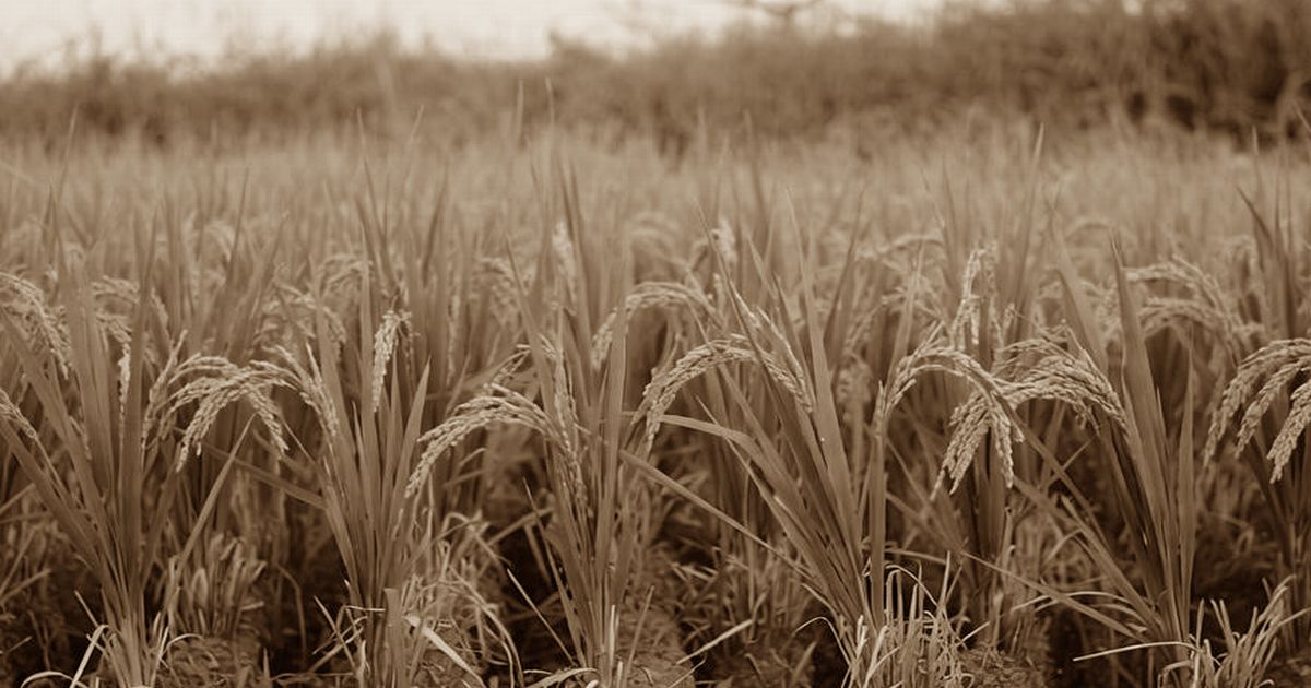 稲穂が実る田んぼの風景をセピア調で写した画像
