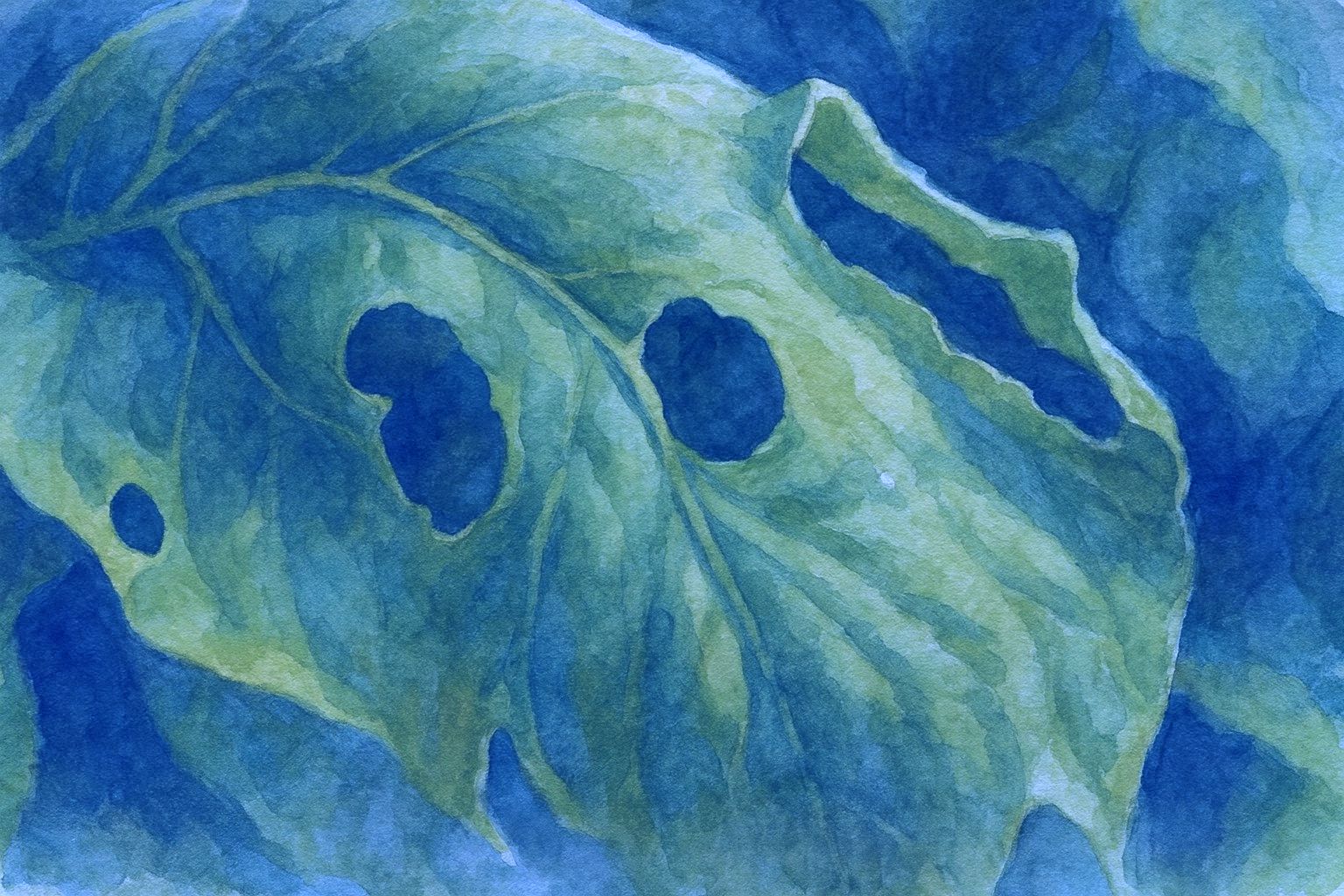 岡山県北で降ったひょうにより穴の開いた白菜の葉を描いた水彩画風イラスト