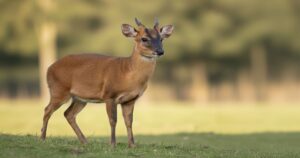 草原に立つキョンの全身姿。小型のシカで、短い角と茶色い体毛が特徴。