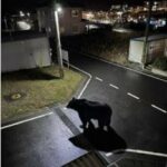 女川町公式Xクマ画像が生成AIフェイクだった衝撃真相 kuma(AI)