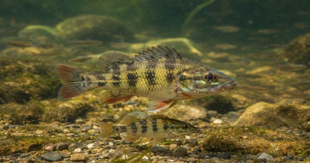 コウライオヤニラミの成魚と幼魚が清流で泳ぐ様子（AI生成イメージ）